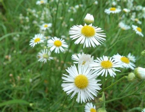 黃雛菊花語|花語。每月的誕生花: 三月誕生花．雛菊 Daisy (一)